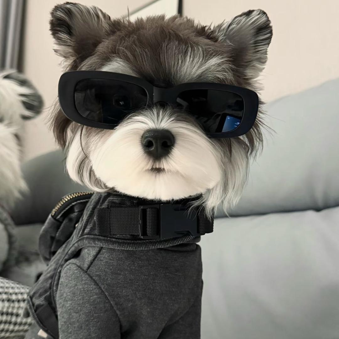 你是笨蛋吗