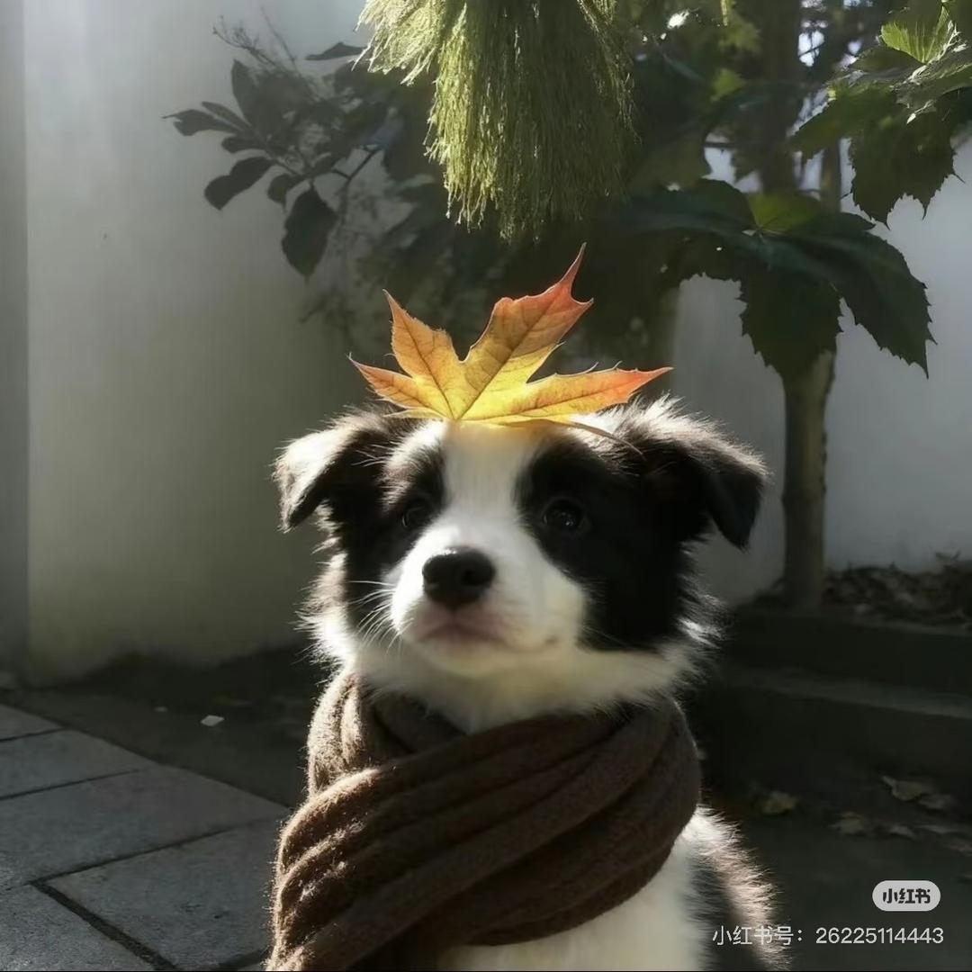 爱吃薯片