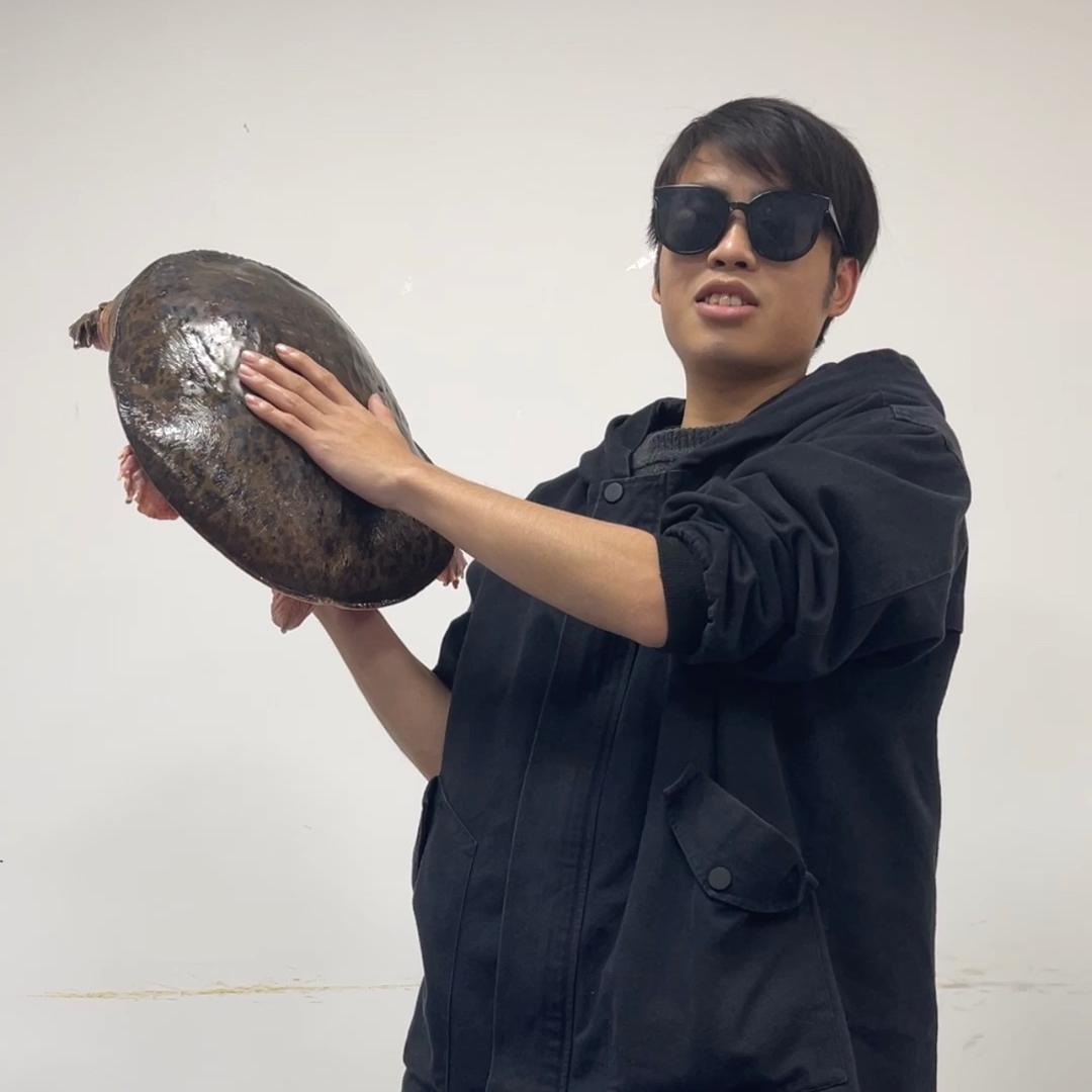 莲丰龟业光哥甲鱼