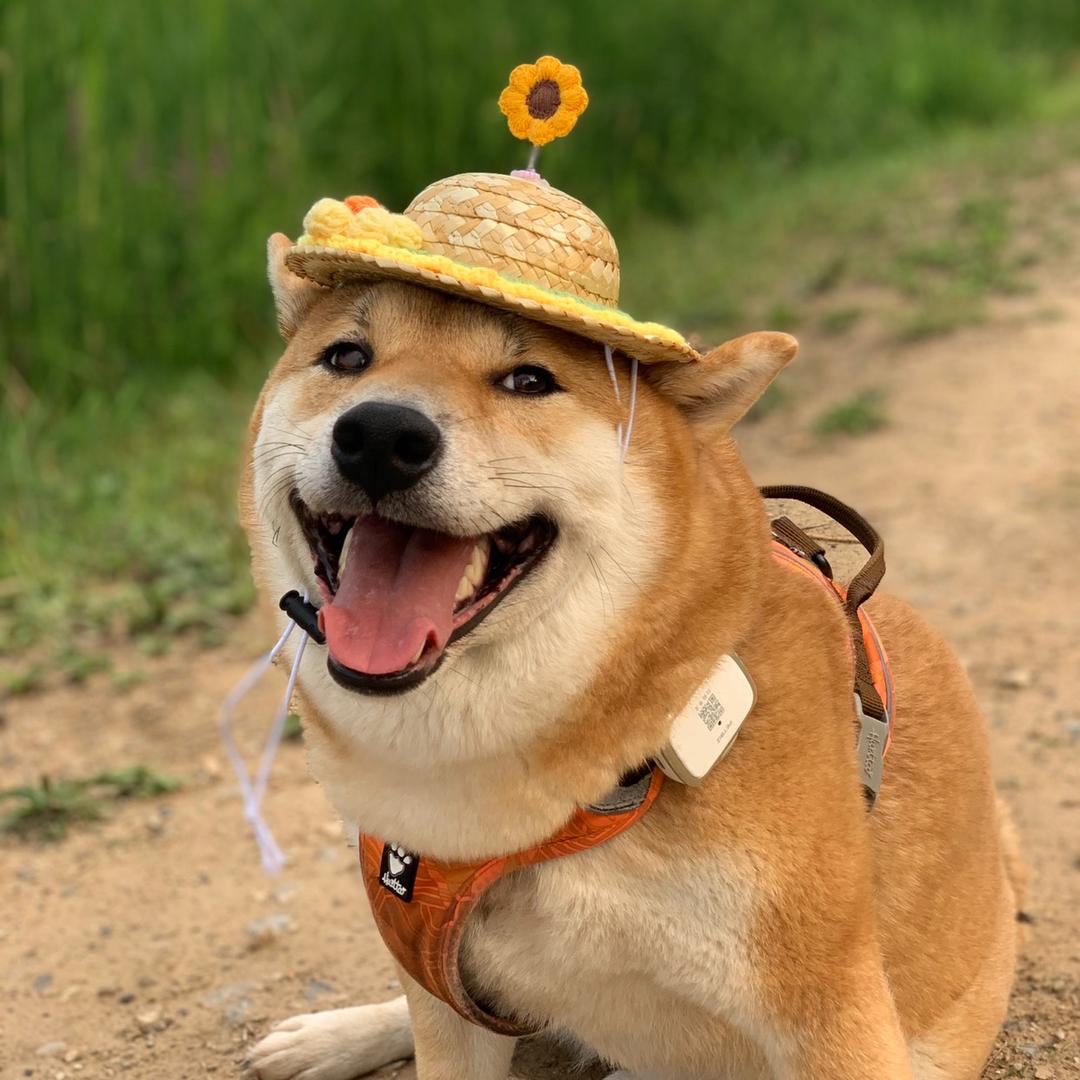 弹钢琴的汪