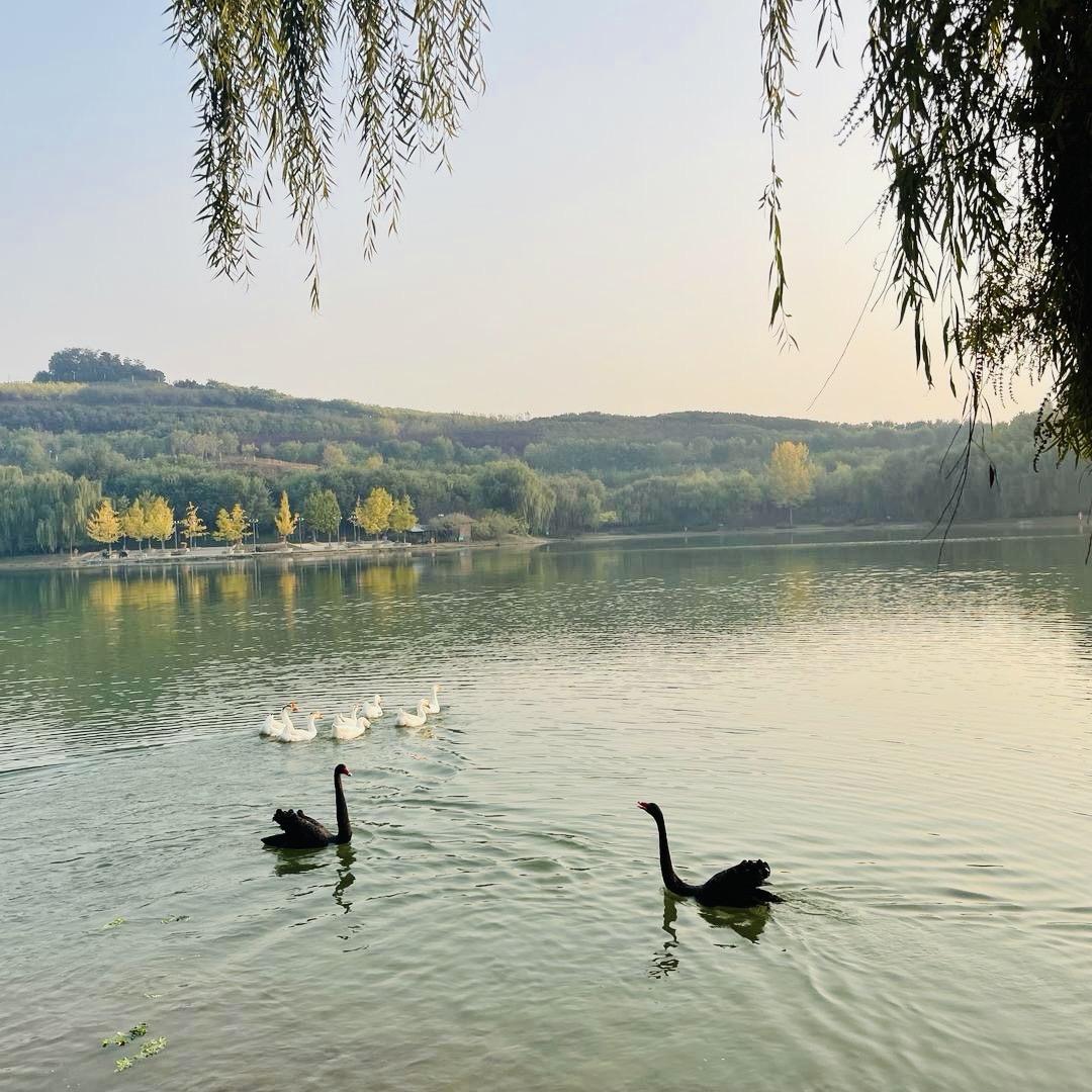 小杰的作品很简单都是毛孩们🐶