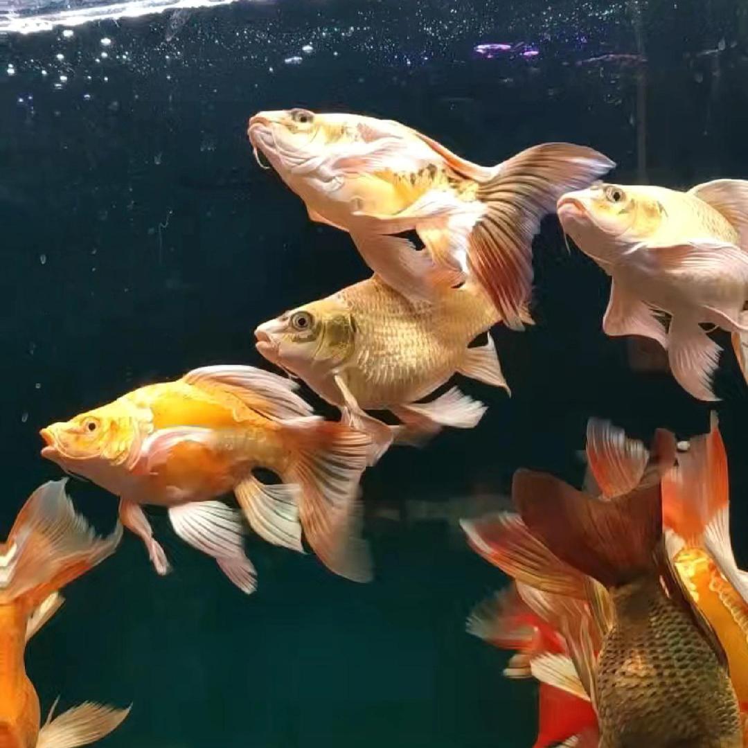 比熊泰迪博美