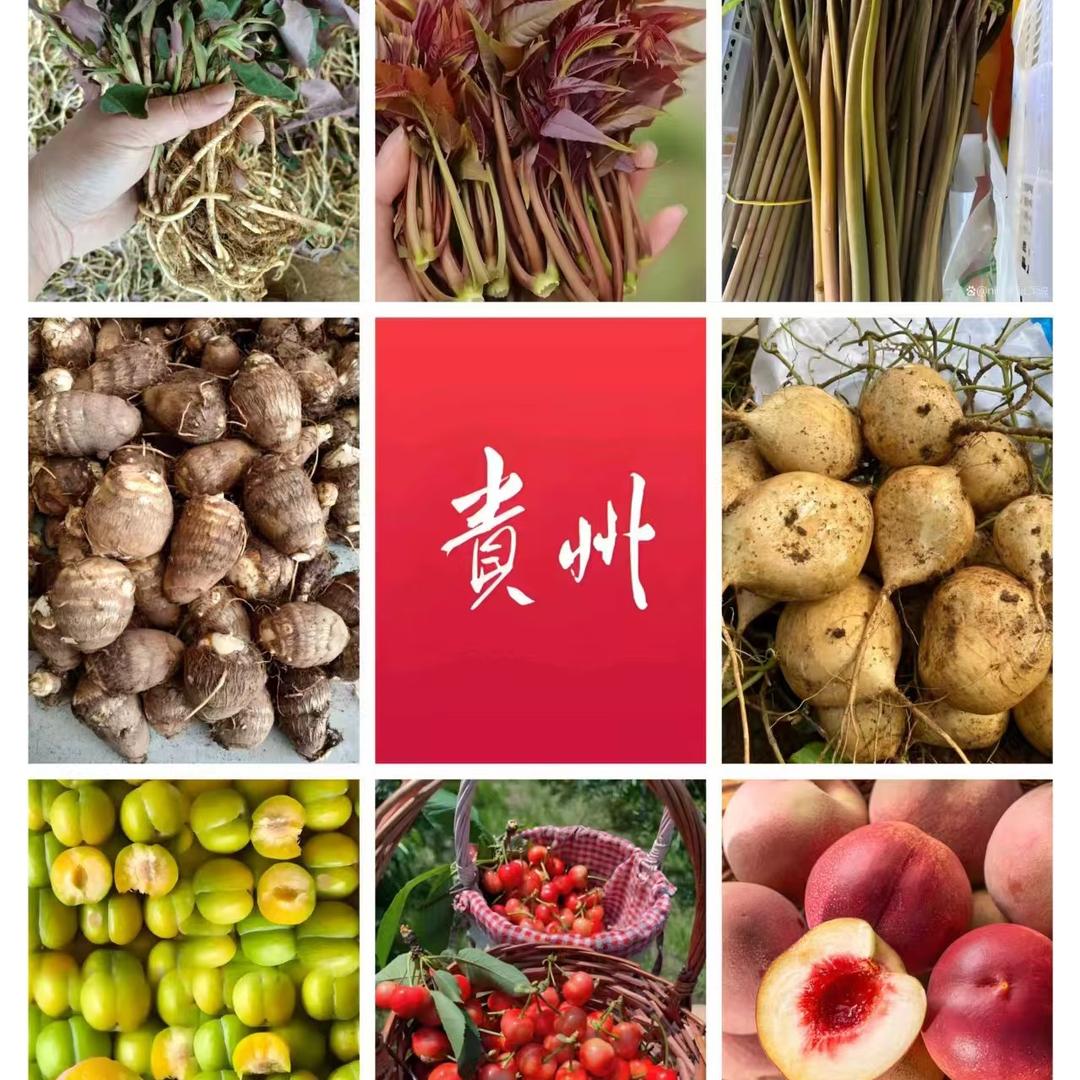 贵州小陶