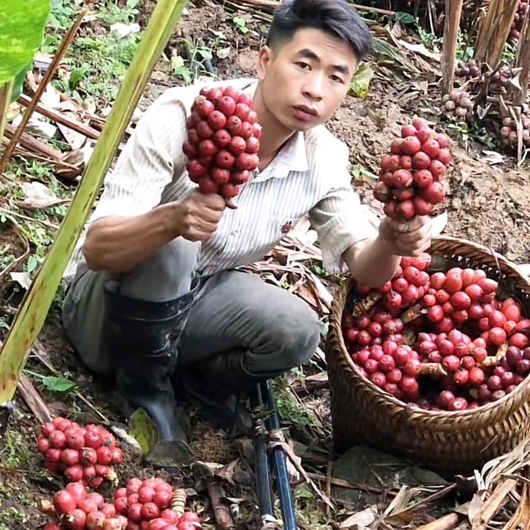 瑶小林