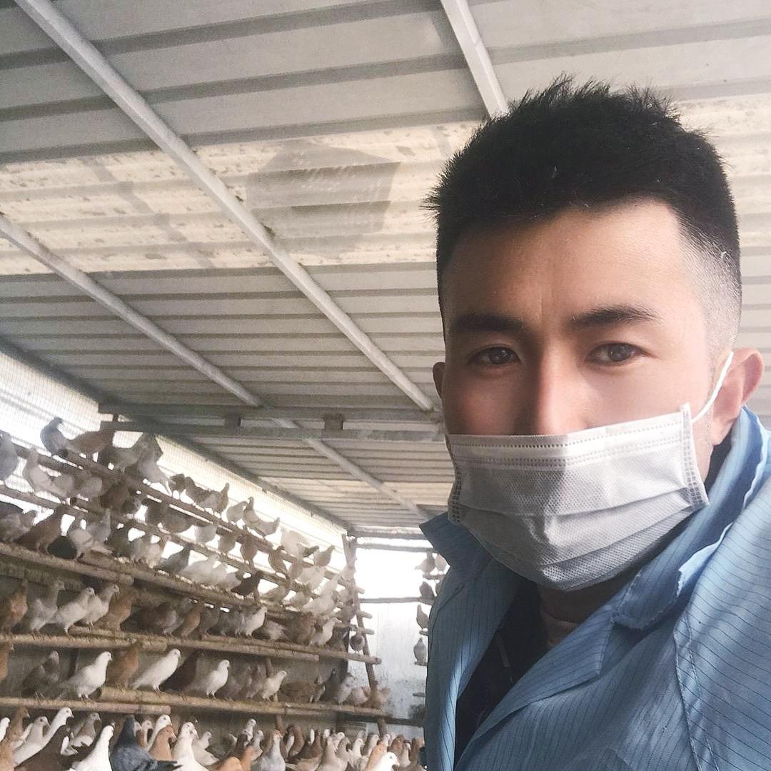 鸽小哥.屹博