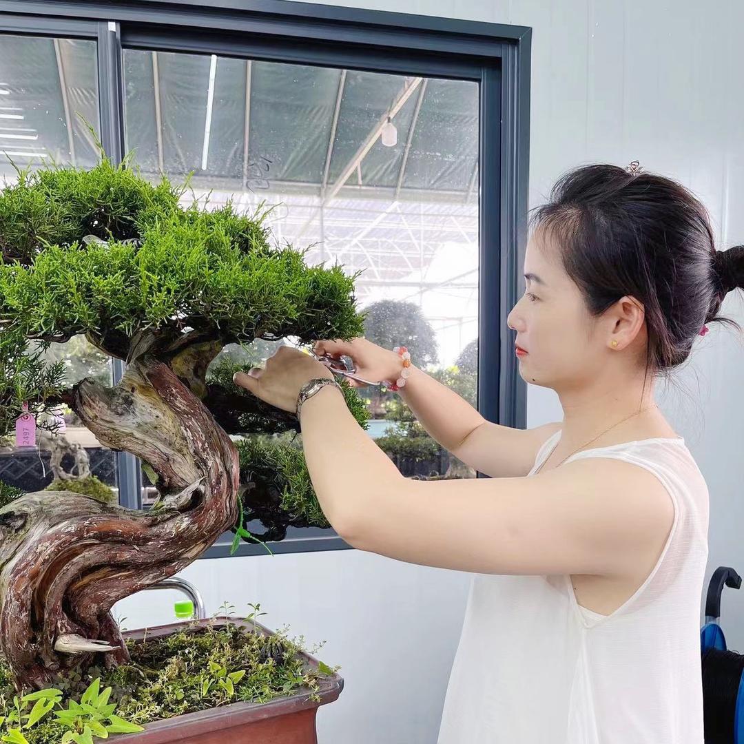 罗汉松黄杨造型基地