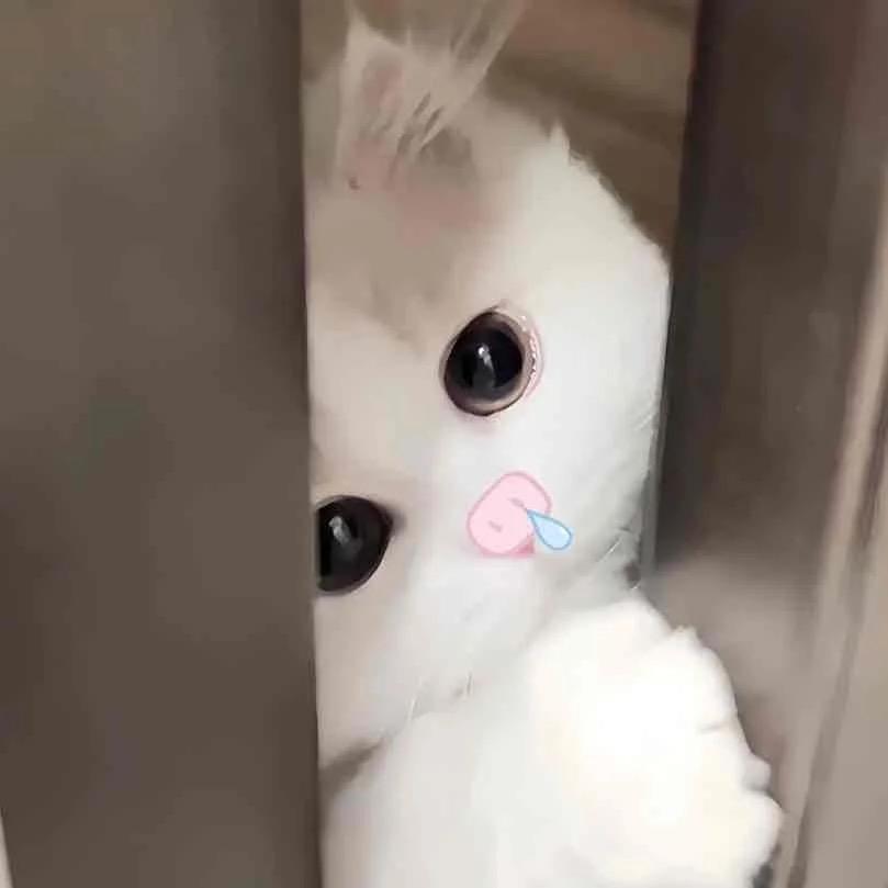 冷冰冰
