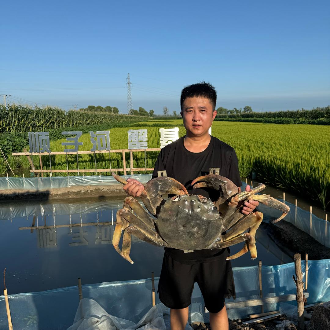 顺子的盘锦河蟹