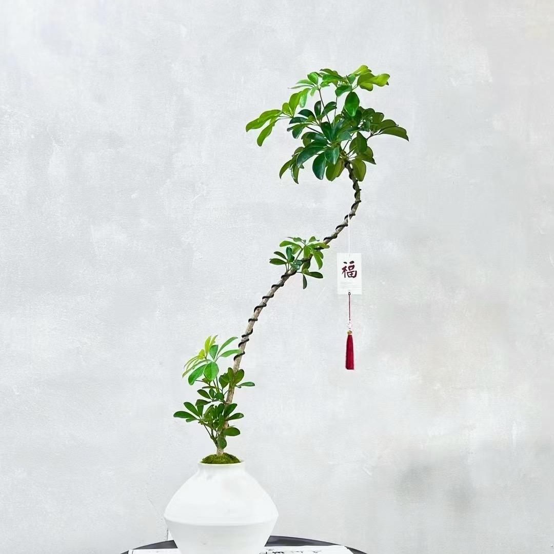睿士糖👬