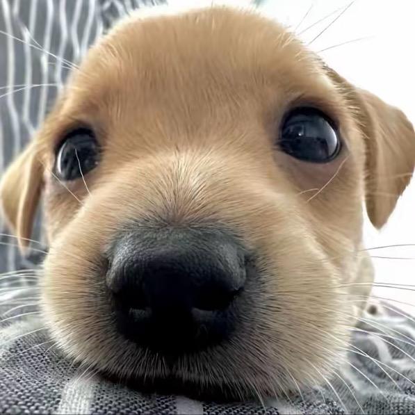 靠脸吃饭差点饿死