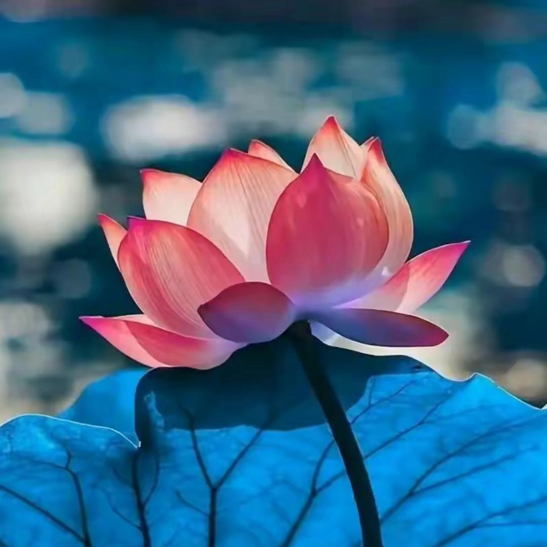李师爱说