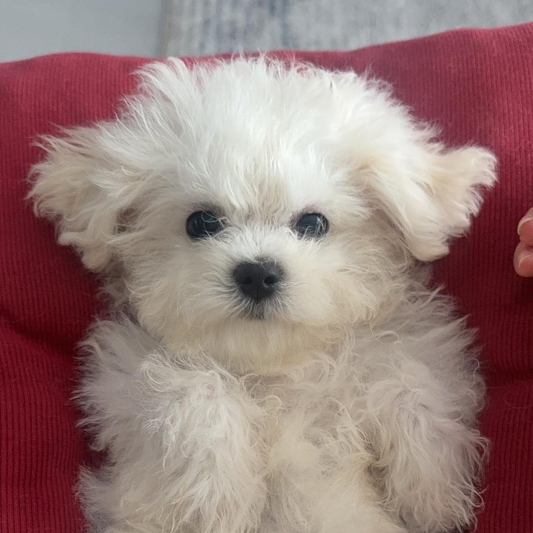 小调皮