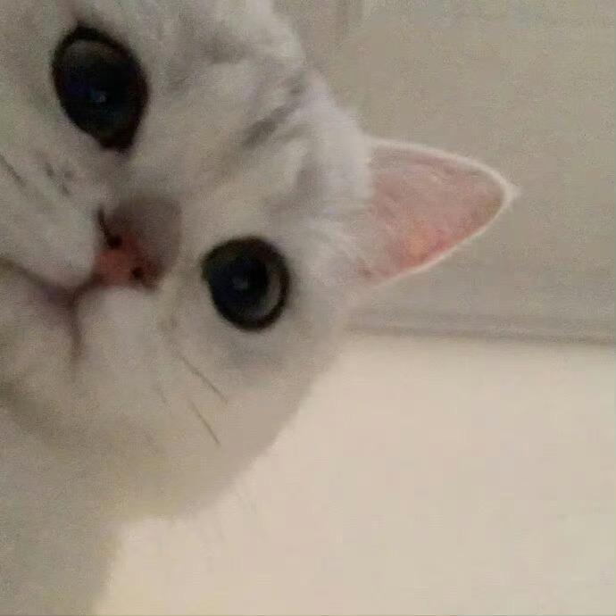 秋秋儿