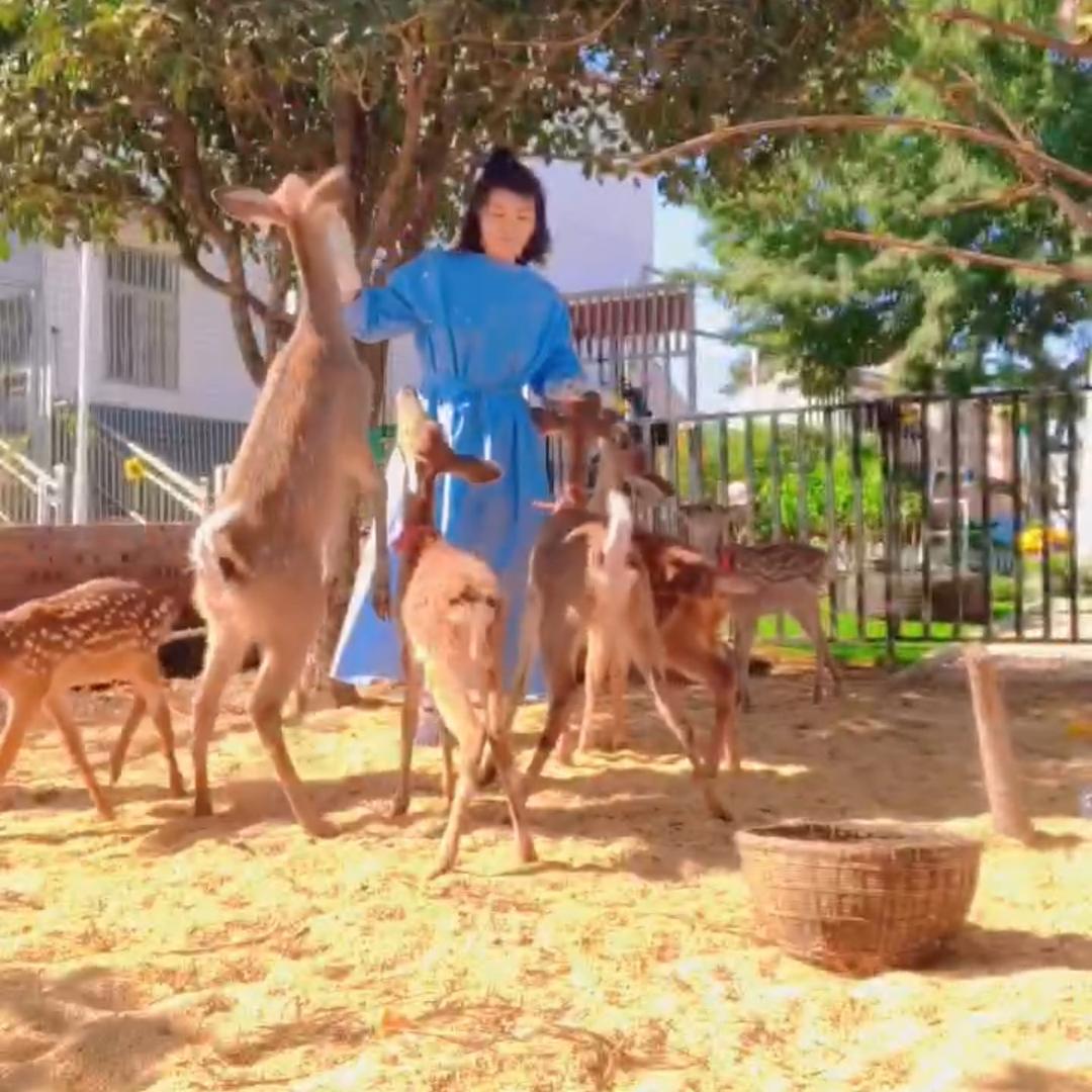 林深处现鹿