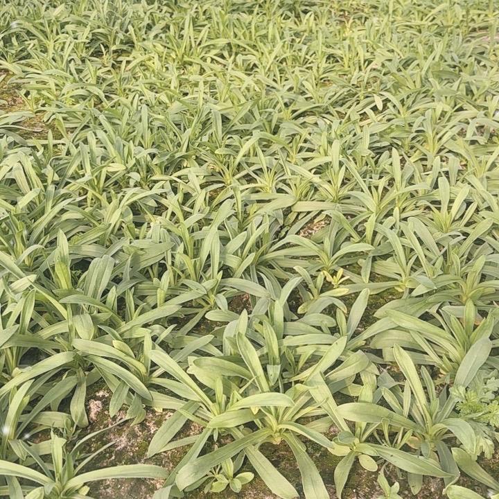 姹紫嫣红生鲜特产666