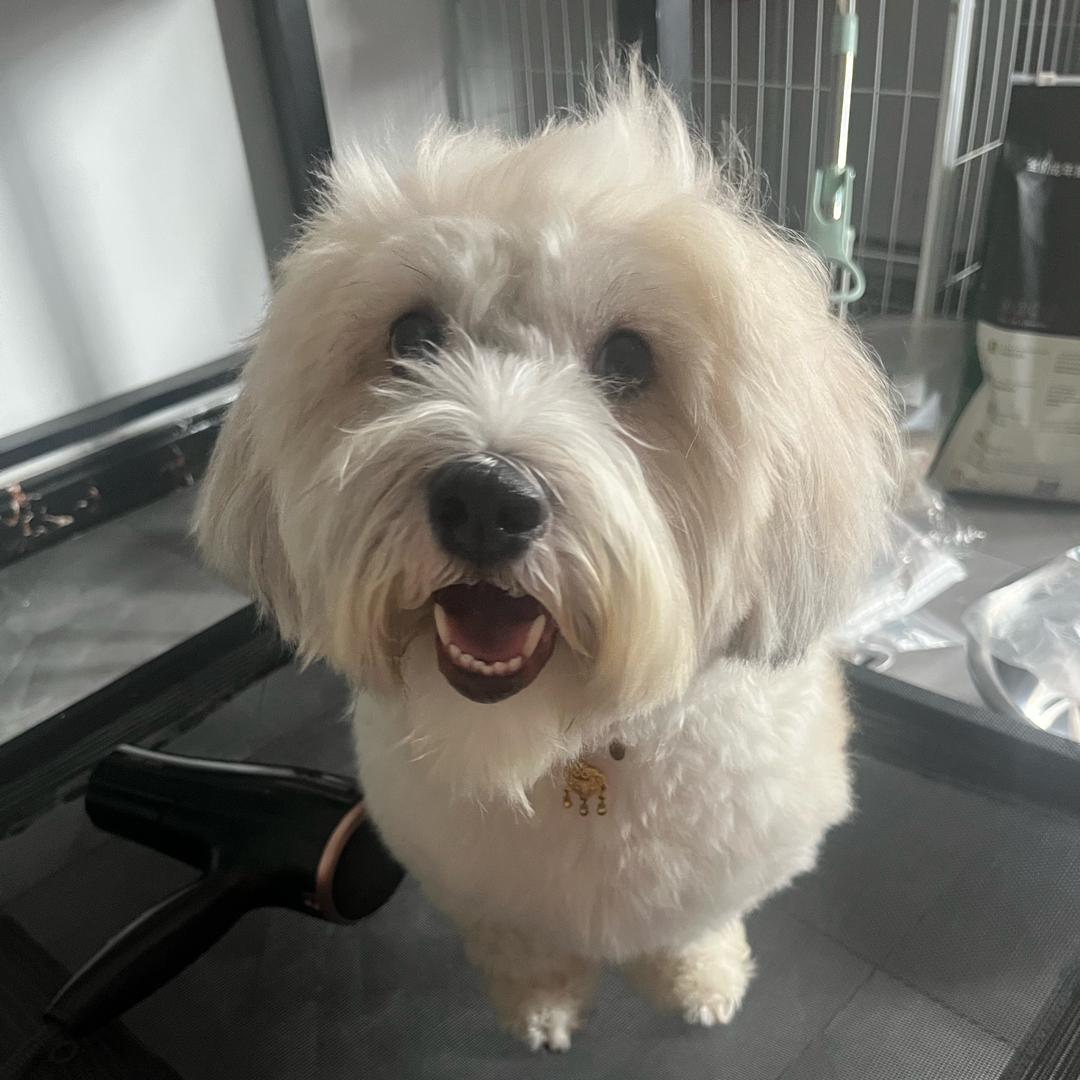 薯片家的手工宠物零食铺