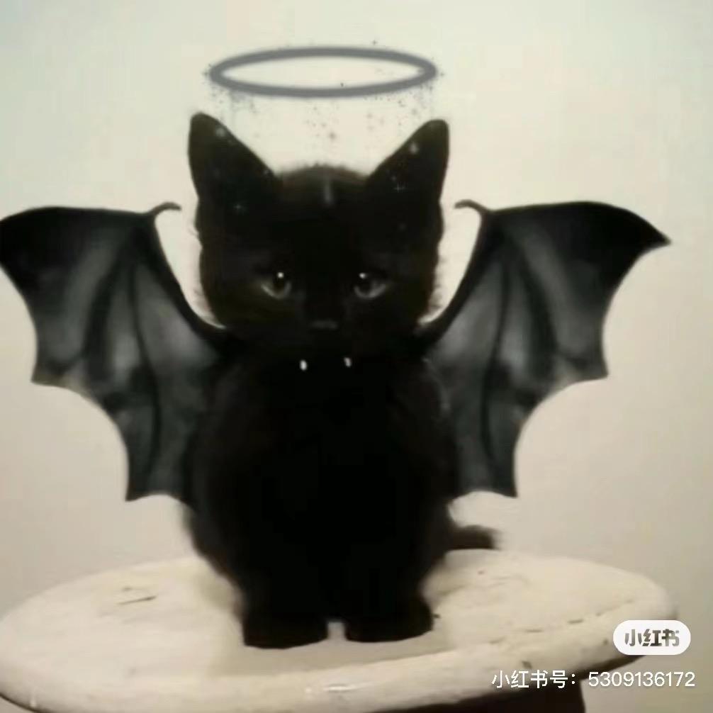 小懒猫