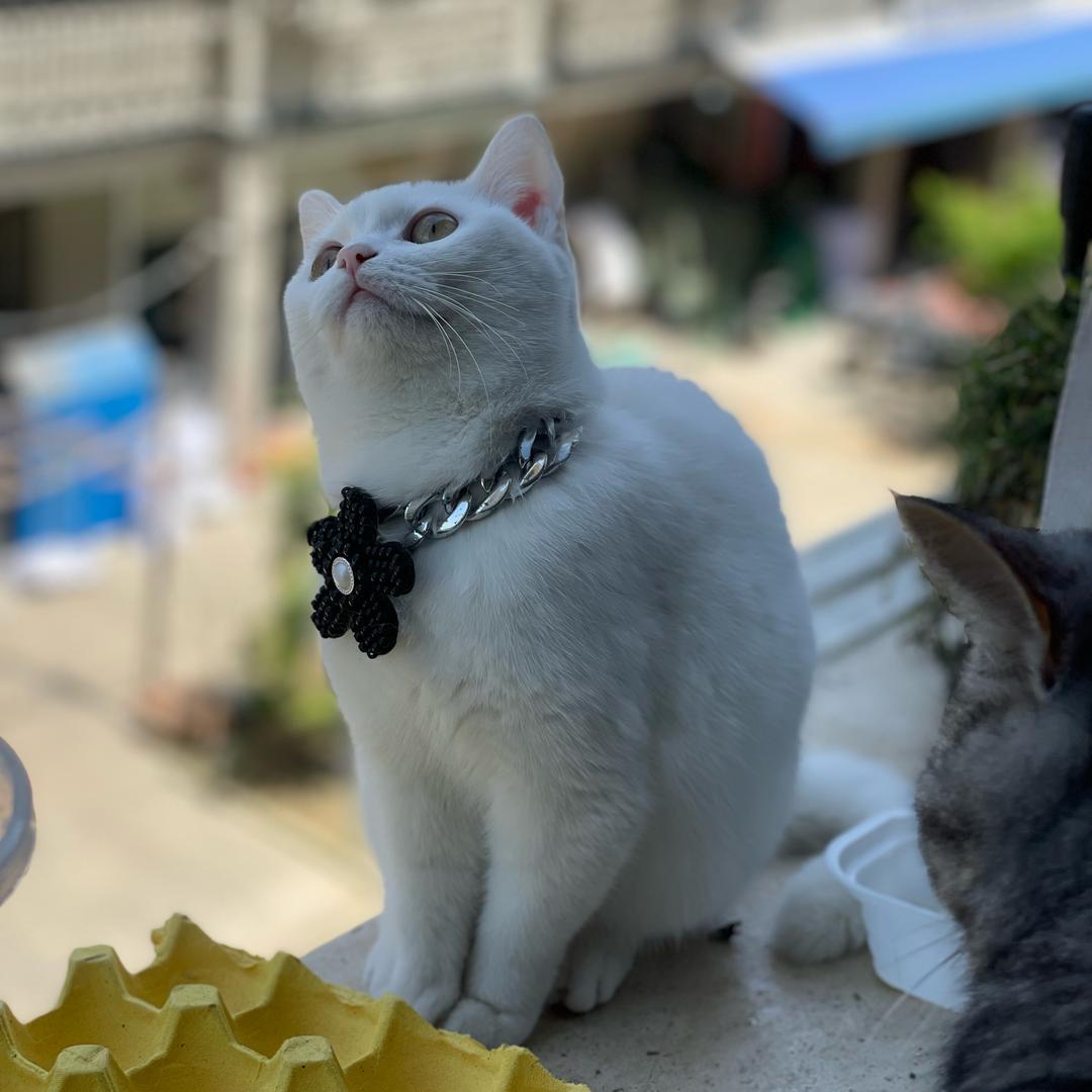 泡芙是只貂