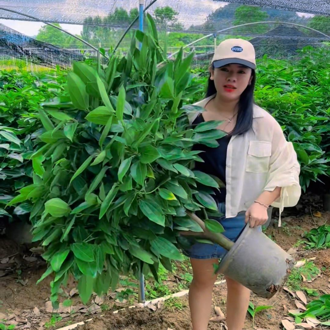 爱尚绿植花卉