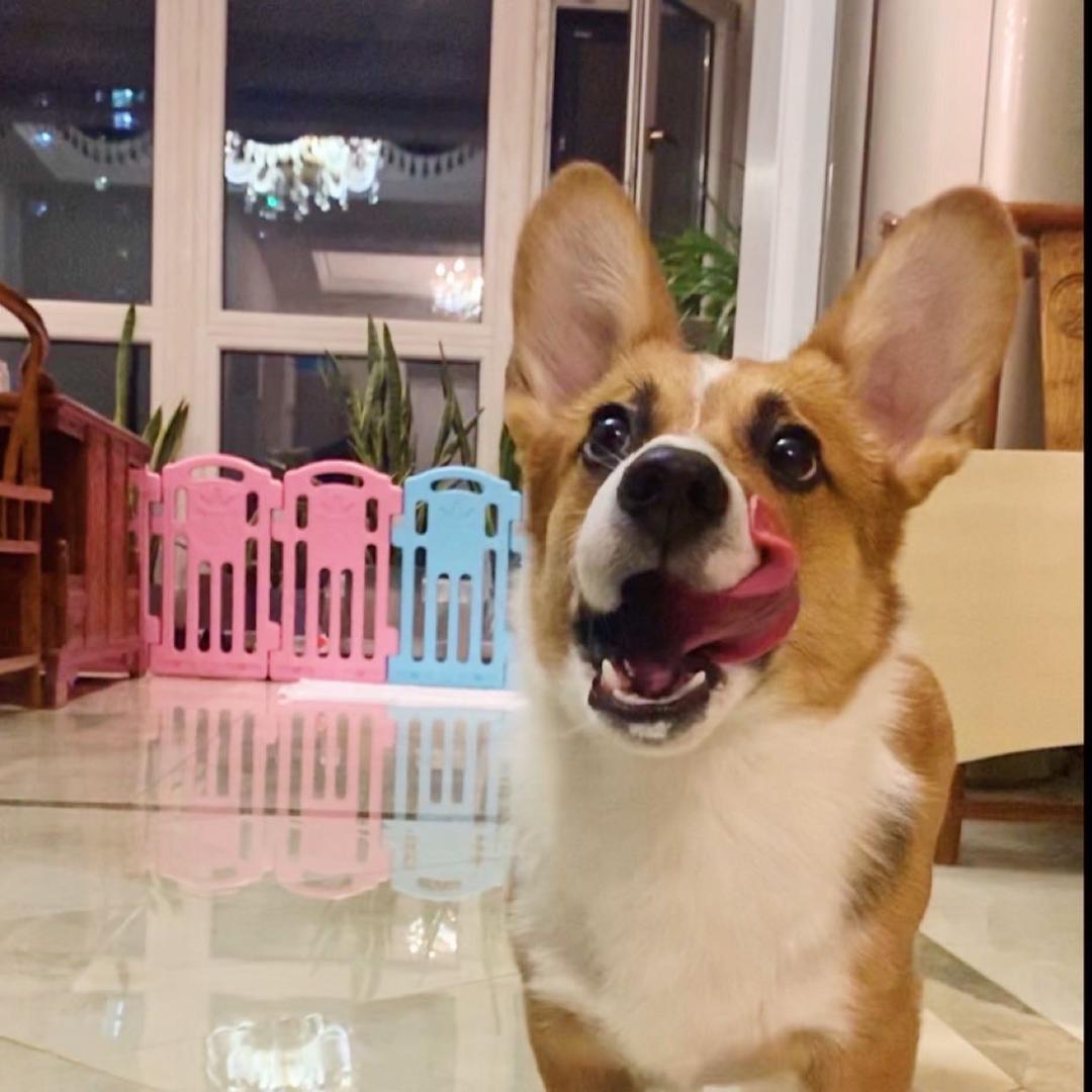 想退休的Puppy妈