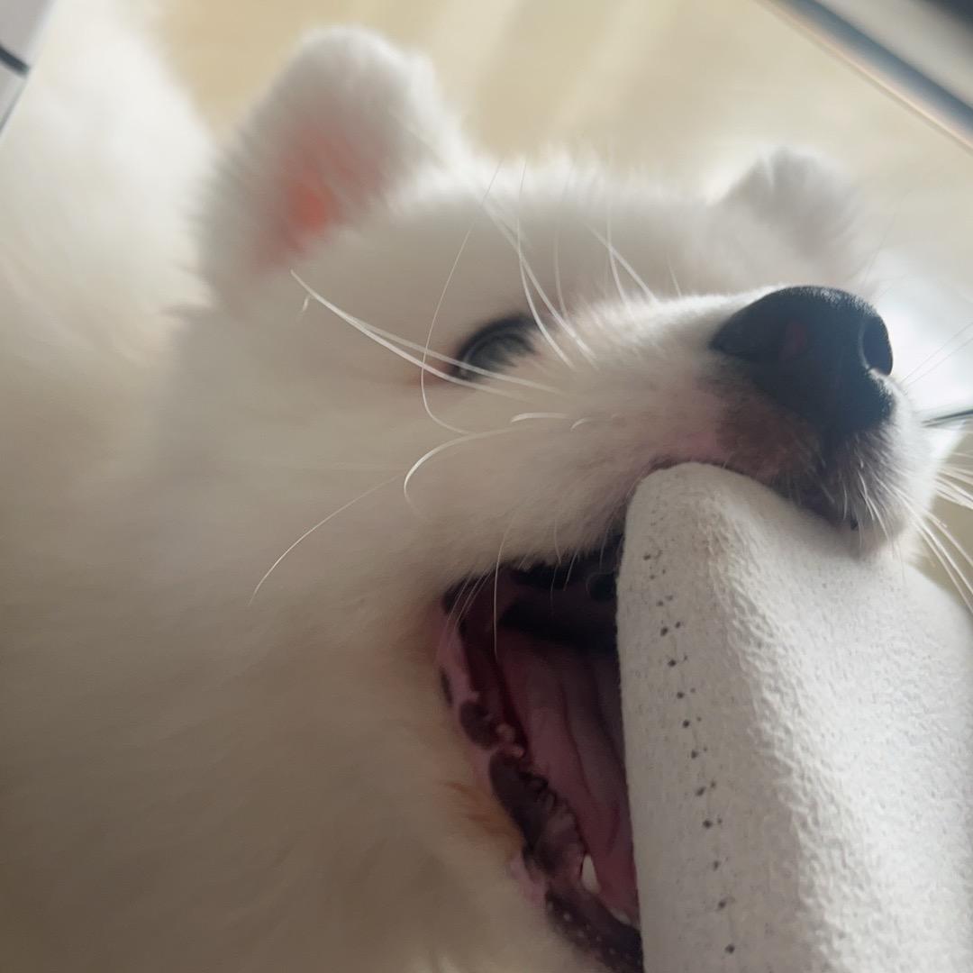 白白白兰地