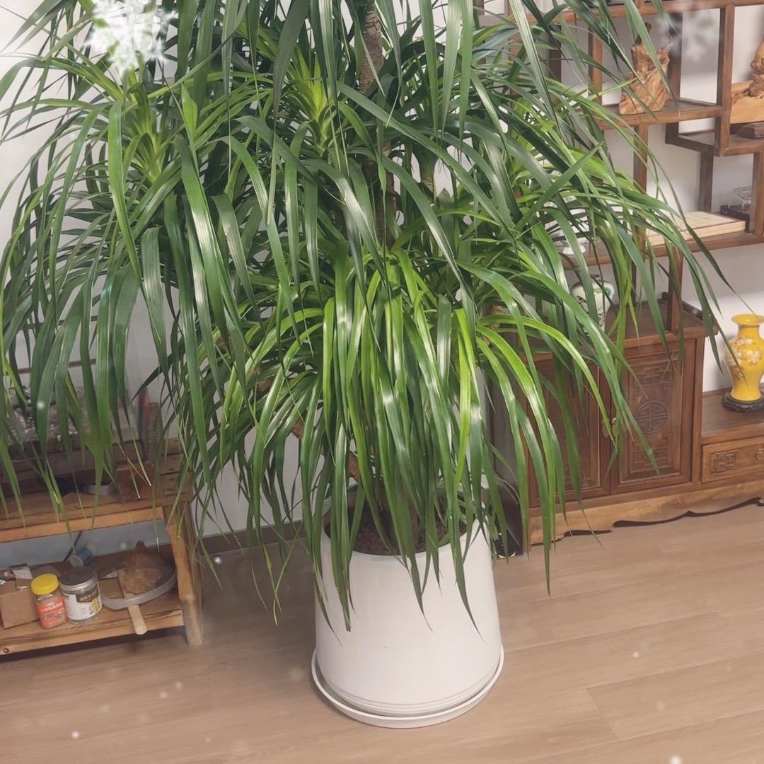 植等你来