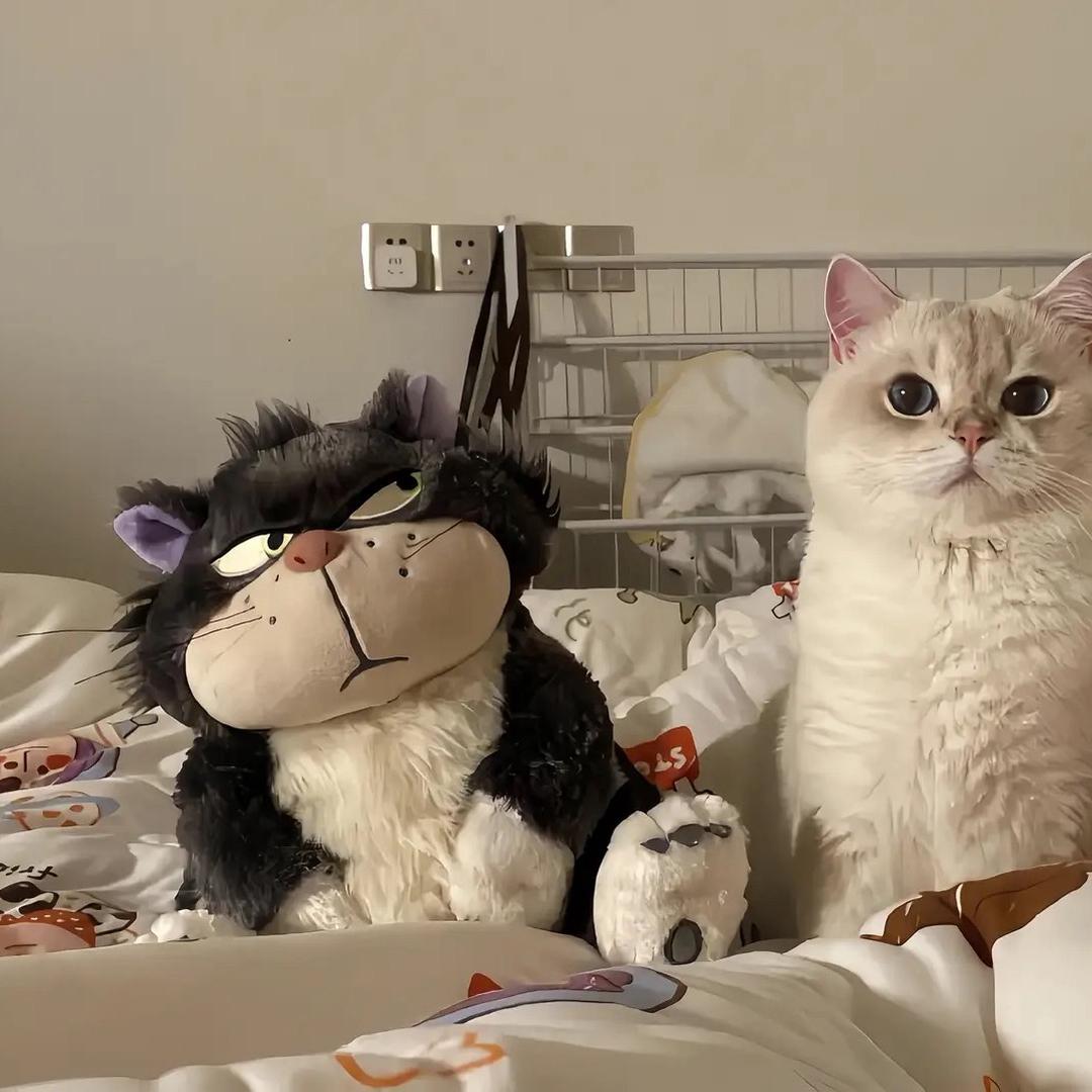 兔子的世界下起了🥕雨