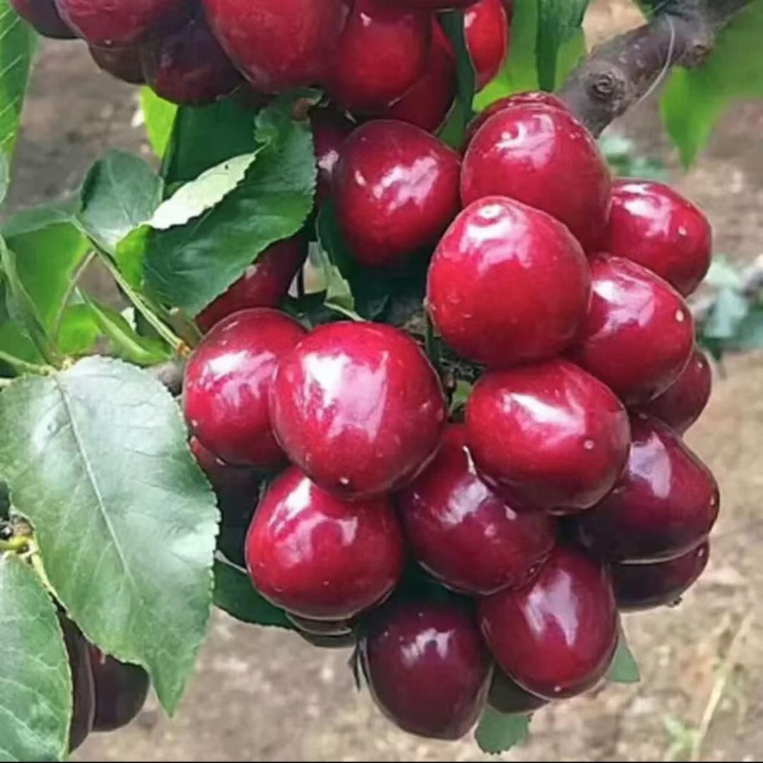 亚德果树苗木专营店