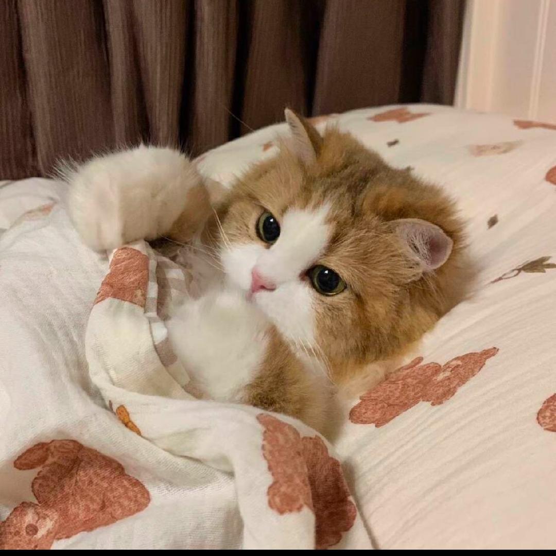 屋檐下的小猫
