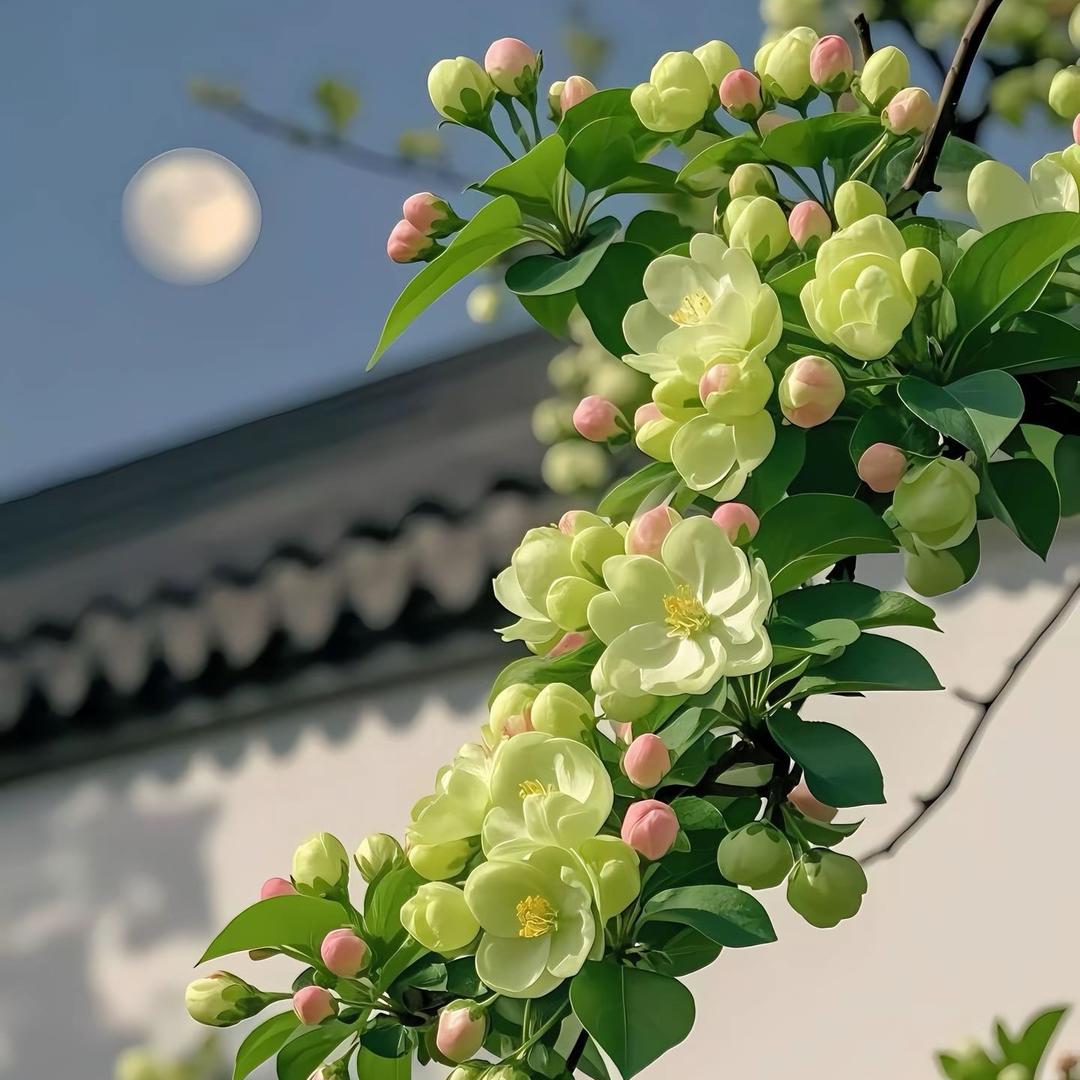 一只鱼
