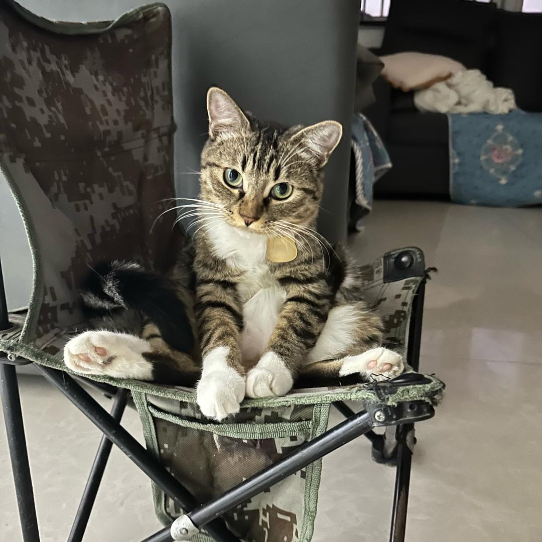 爱吃榴莲的猫
