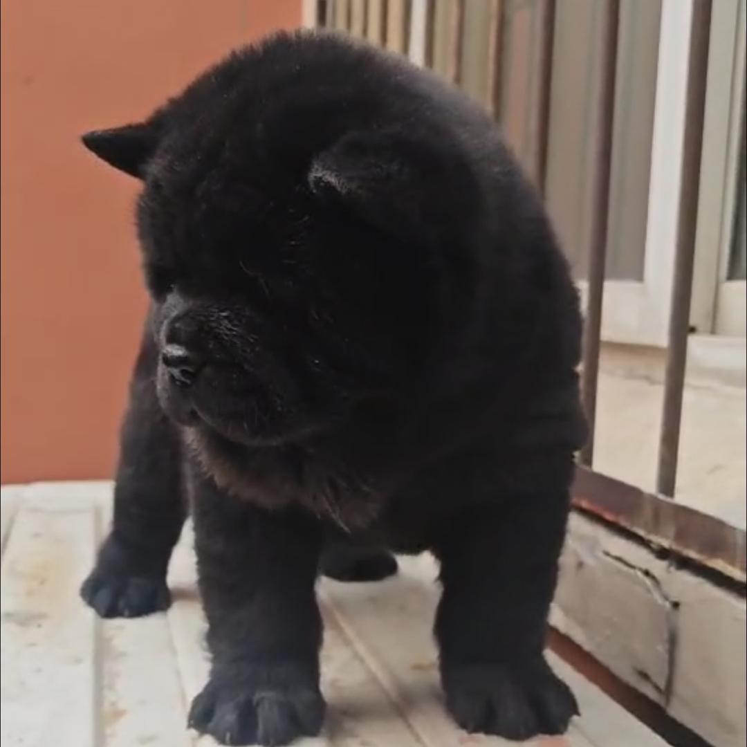 开心田园犬（小李）