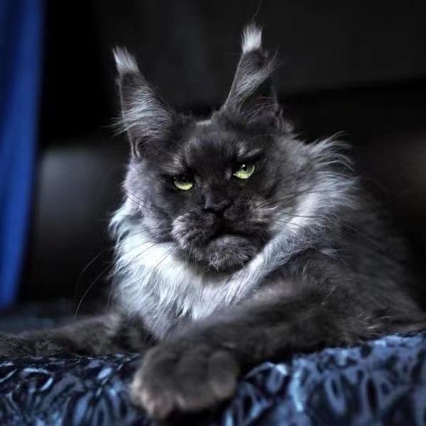 Omg缅因猫