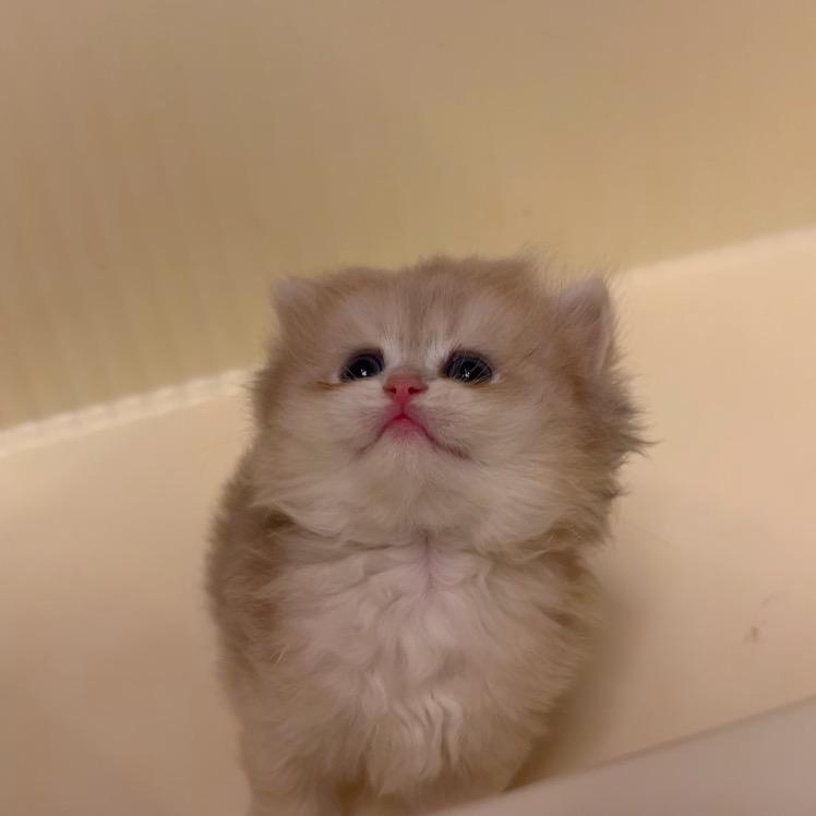 大狗