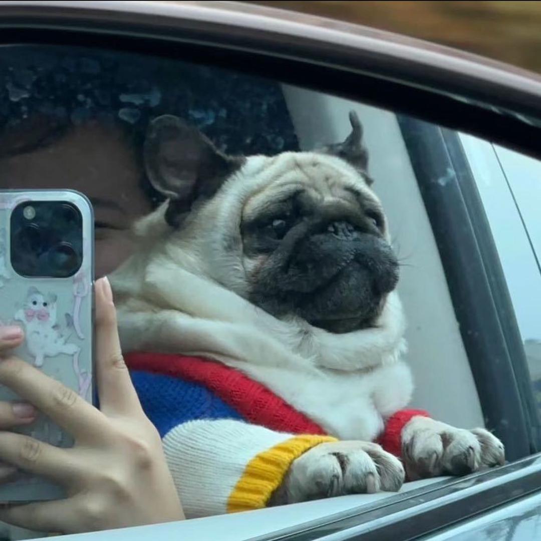 小袁要被馋死了