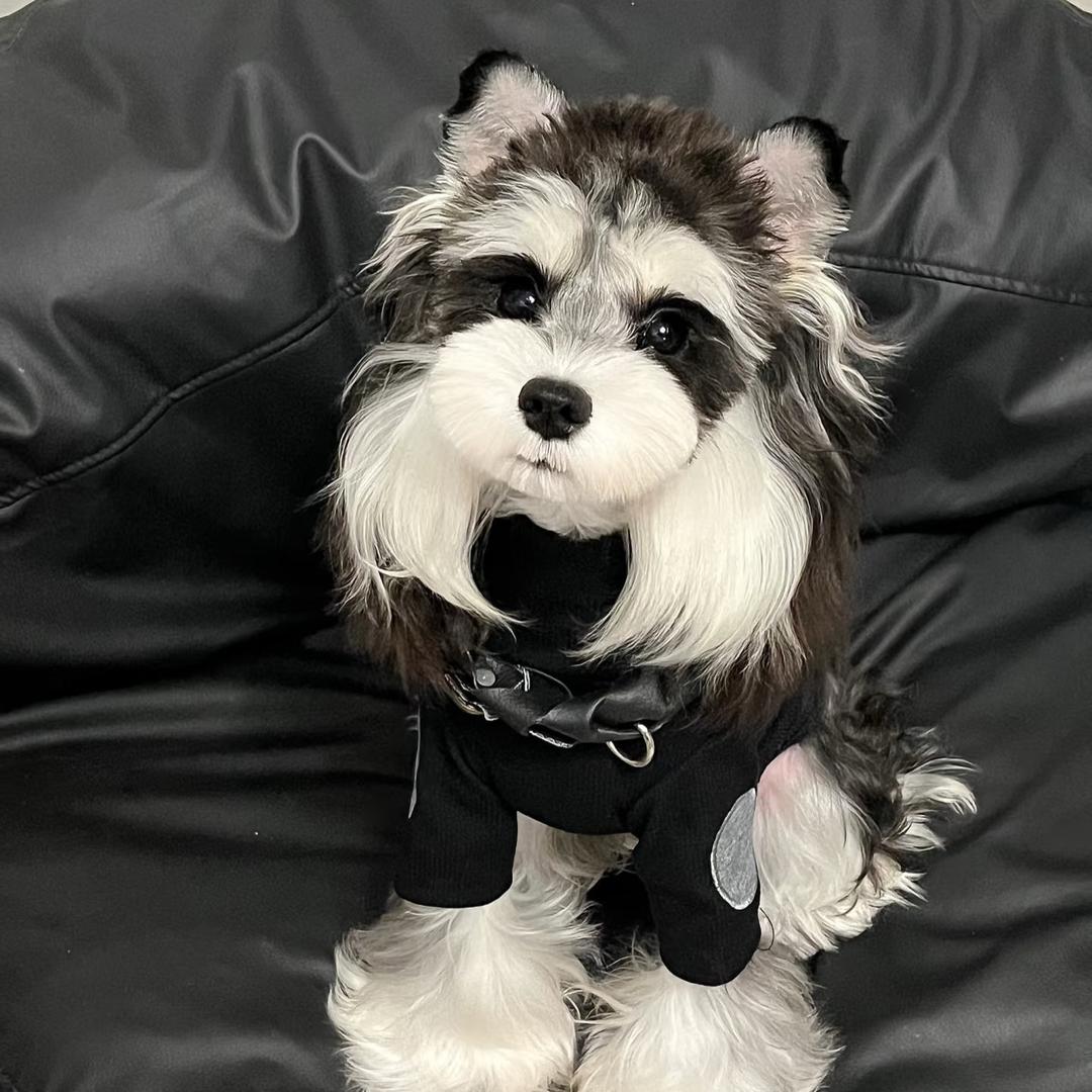 嘻乐家的雪纳瑞