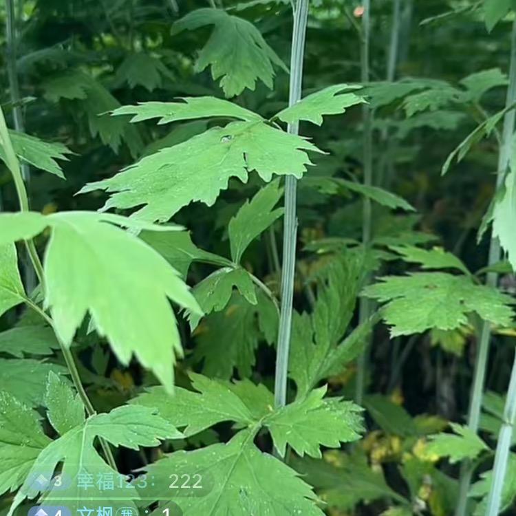 文枫