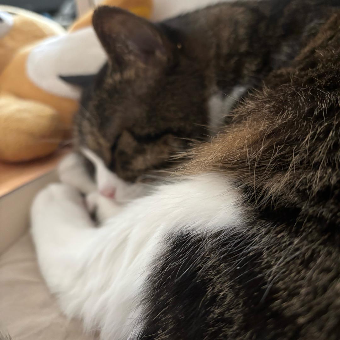 宁宁不是那个ningning