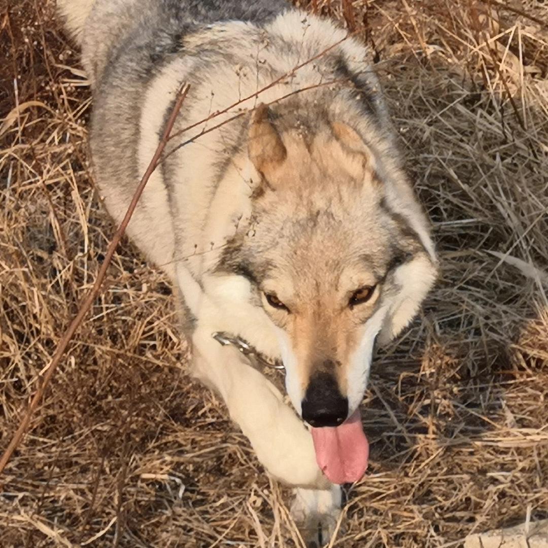 青岛捷克狼犬繁育（老杜捷克狼犬）
