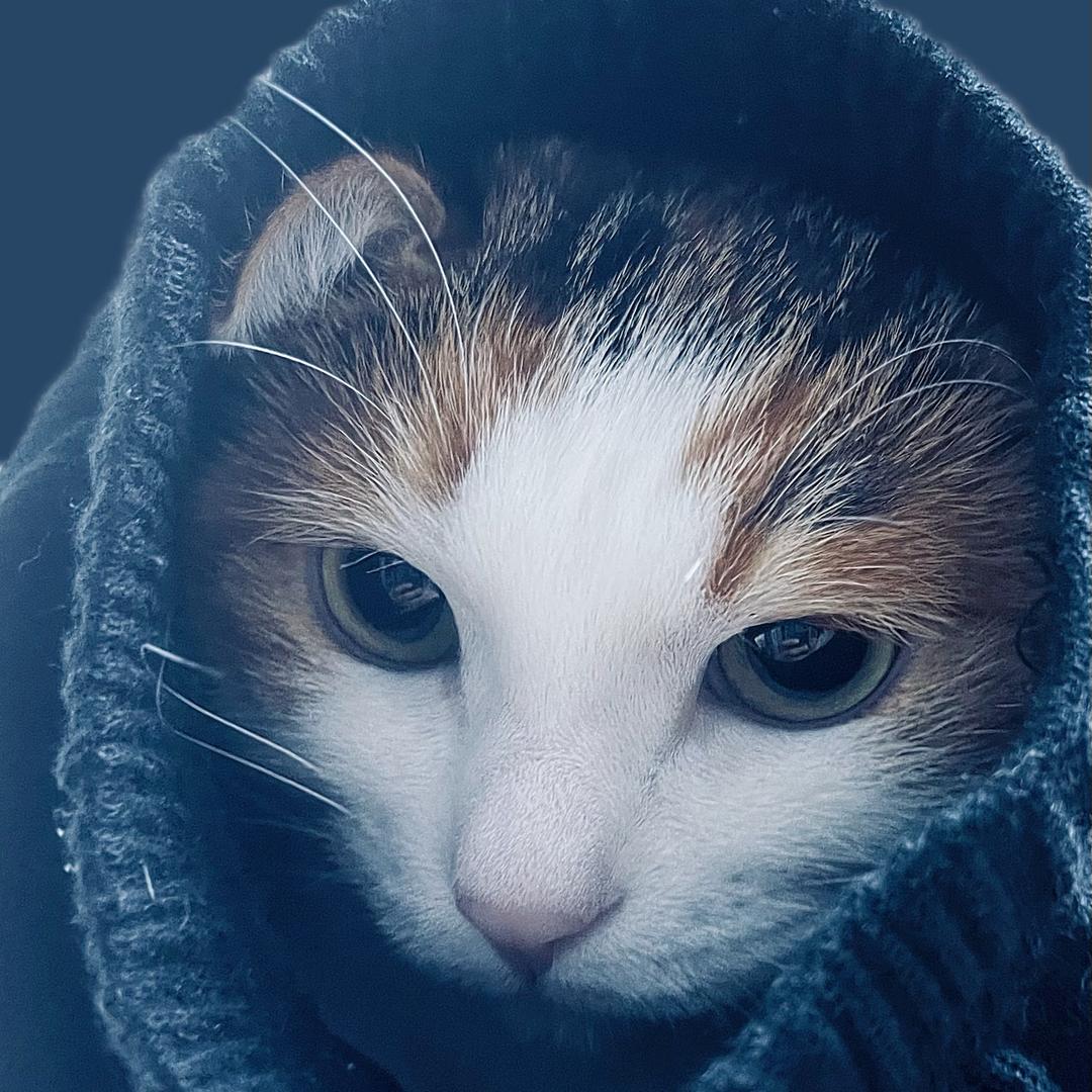 老猪咪饼