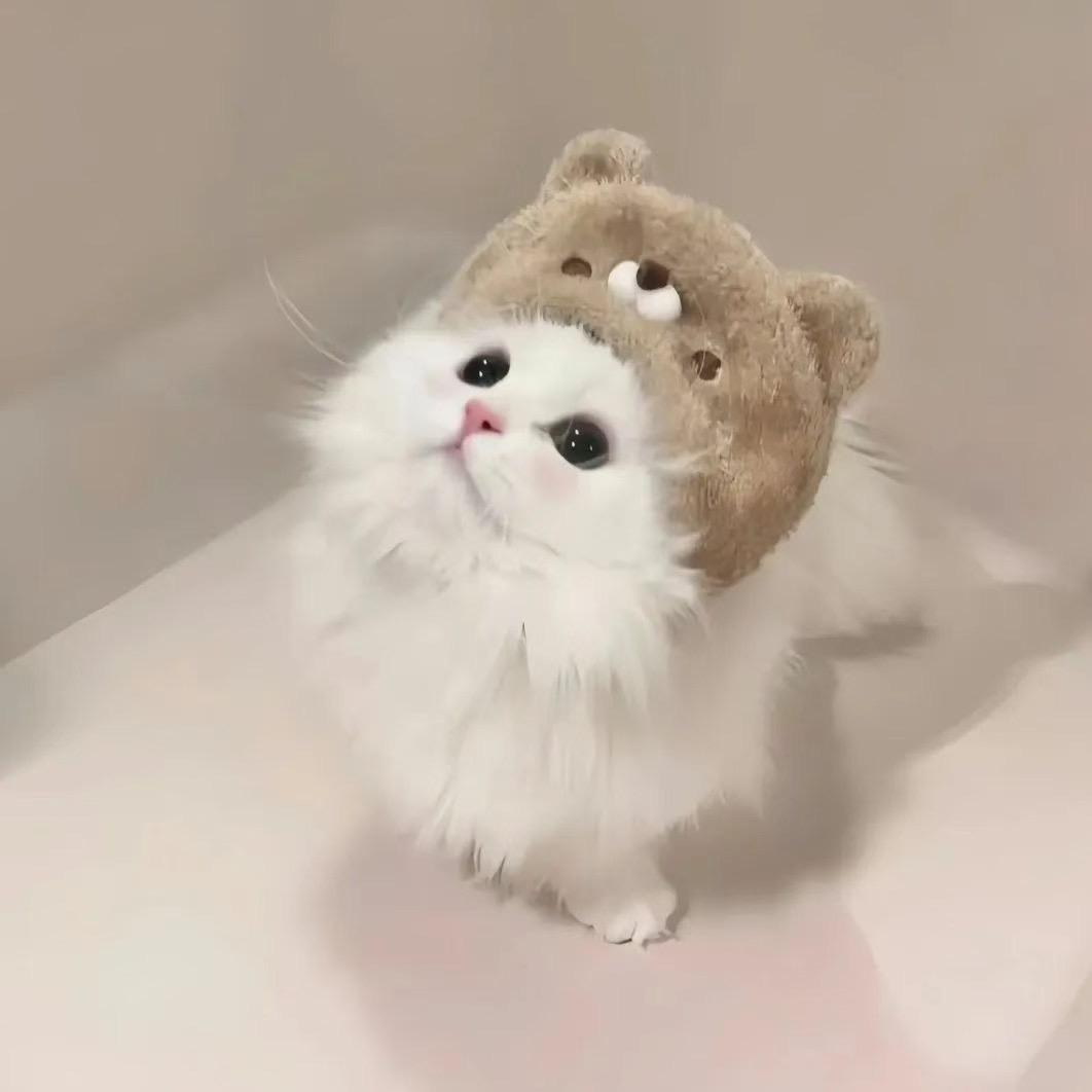 桉桉