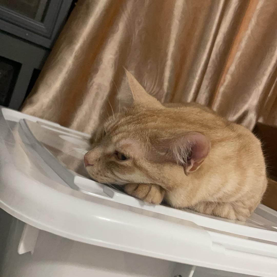 黄uu