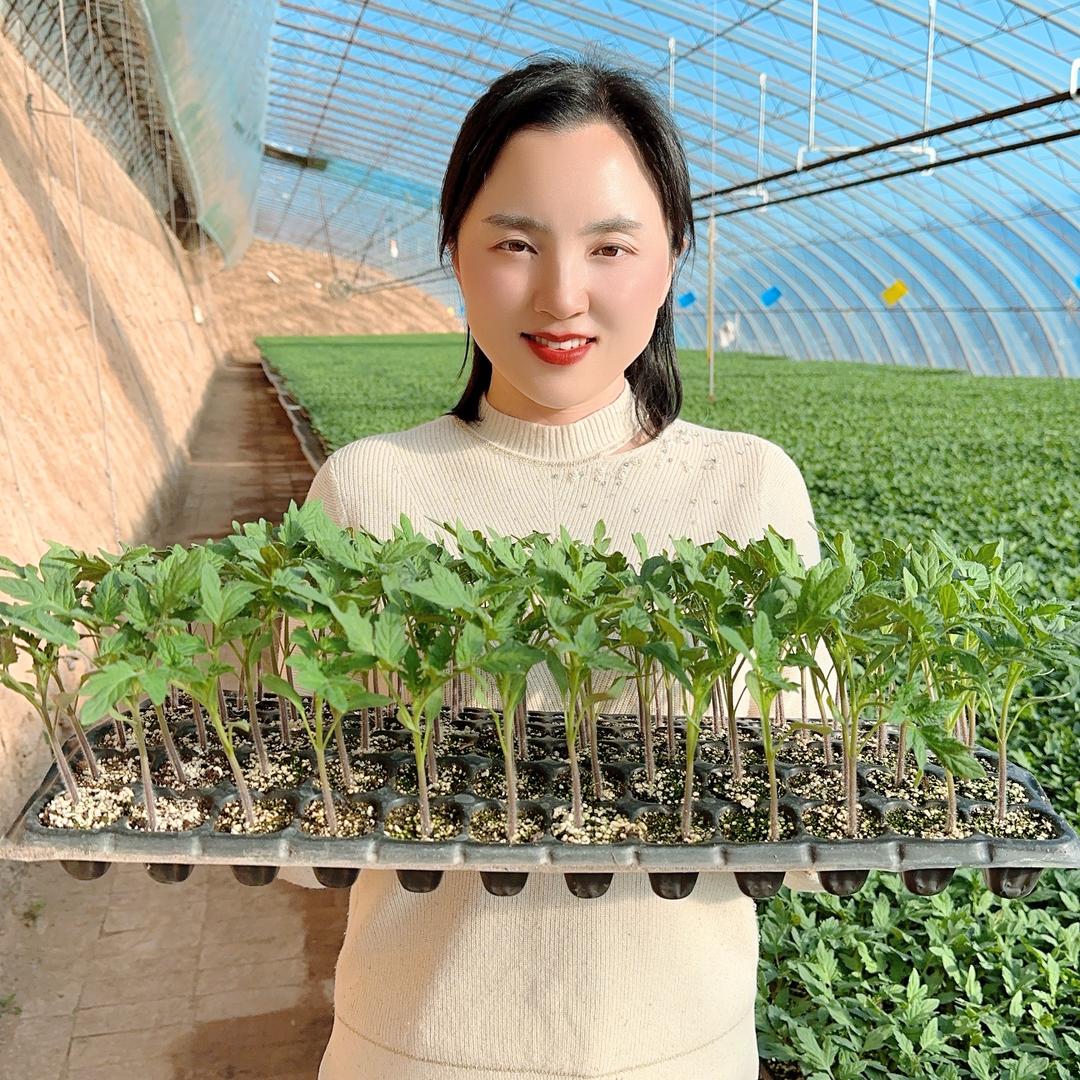 超级100番茄小慧小号