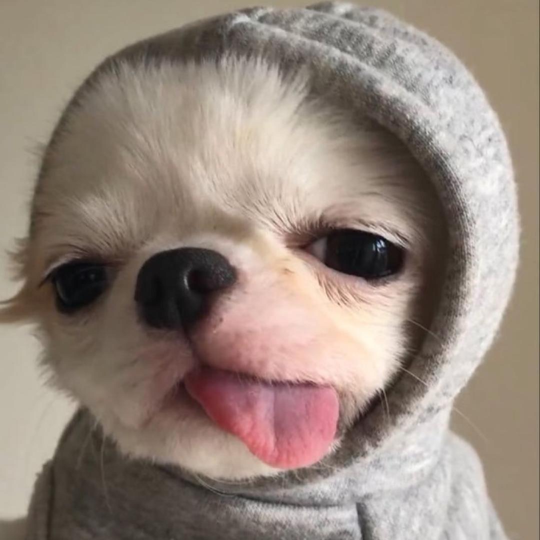 披着凉皮的狼🐺