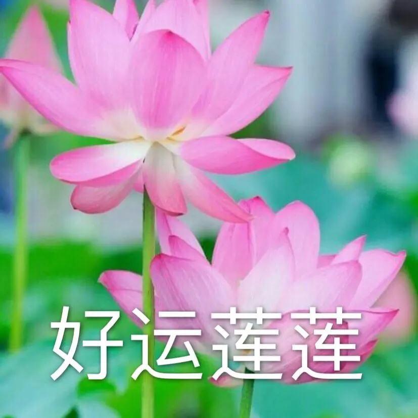 好运来到