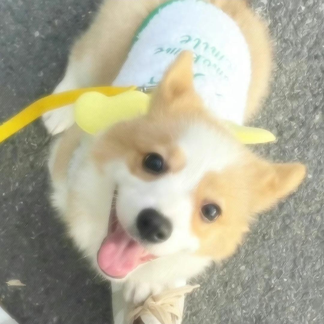小卷毛^