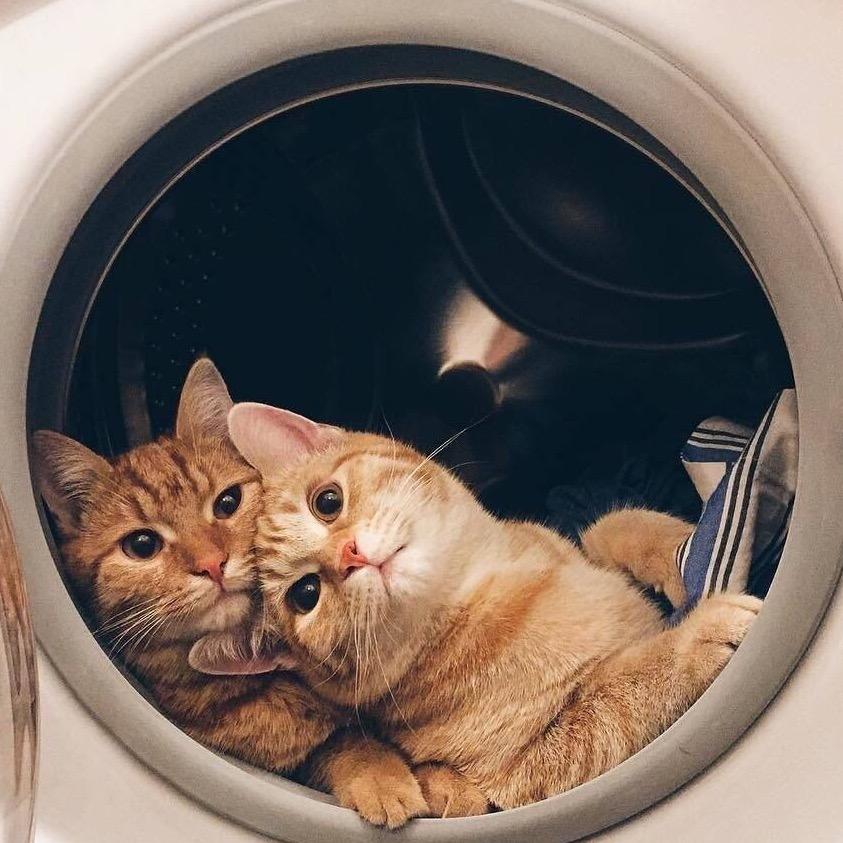 夜 猫