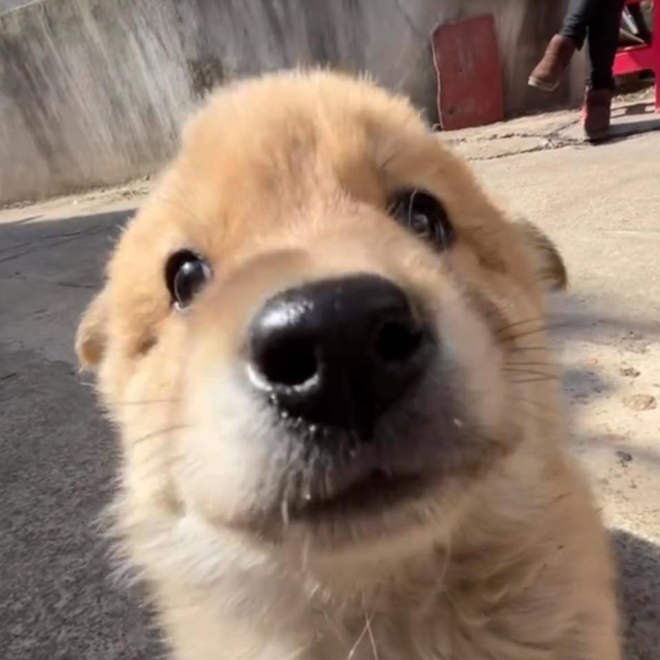 给你一口甜(>^ω^<)