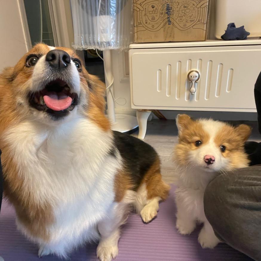 智利 车厘子🍒🐶