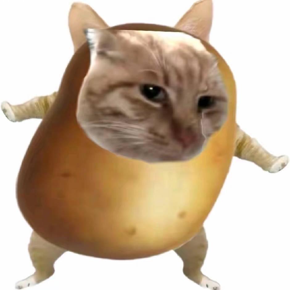 potato猫